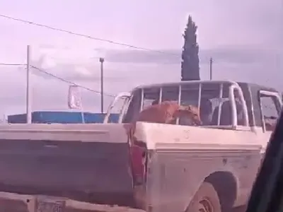 VIDEO | Indignación total en La Plata: filmaron a un galgo siendo asfixiado en la caja de una camioneta
