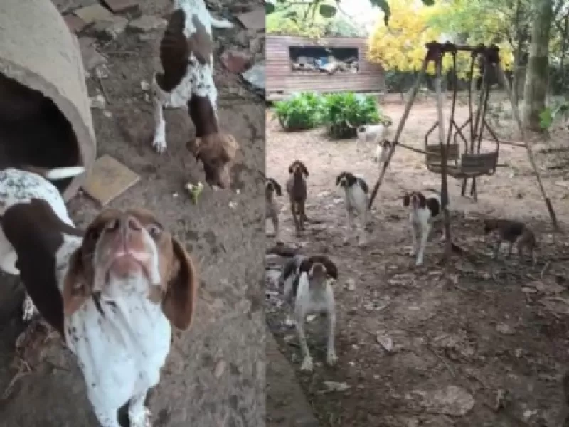 San Pedro: allanaron un criadero clandestino, encontraron perros desnutridos y secuestraron armas de fuego