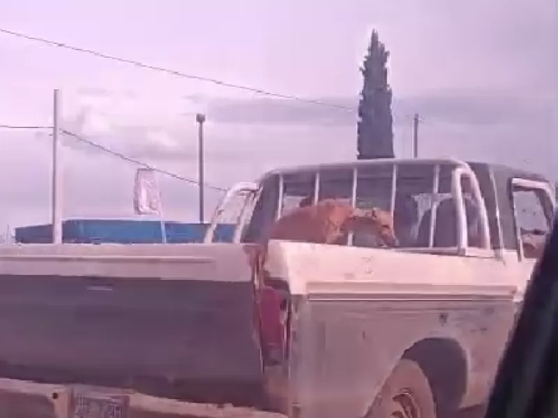 VIDEO | Indignaci&oacute;n total en La Plata: filmaron a un galgo siendo asfixiado en la caja de una camioneta