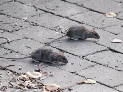 La ciudad de La Plata est&aacute; minada de ratas y entre los vecinos crece el miedo al hantavirus