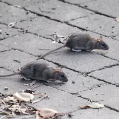 La ciudad de La Plata est&aacute; minada de ratas y entre los vecinos crece el miedo al hantavirus