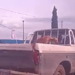 VIDEO | Indignaci&oacute;n total en La Plata: filmaron a un galgo siendo asfixiado en la caja de una camioneta